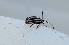 Disonycha pensylvanica