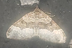 Euphyia intermediata