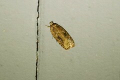 Agonopterix pulvipennella