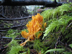 Ramaria leptoformosa