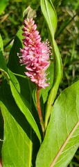 Persicaria amphibia