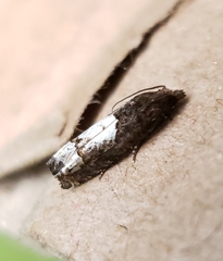 Eucosma parmatana