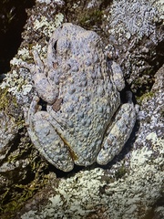 Hyla arenicolor