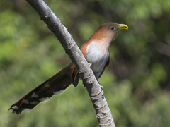 Piaya cayana