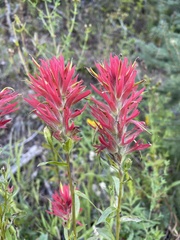 Castilleja miniata