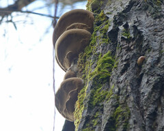 Phellinus igniarius