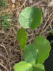 Hydrocotyle bonariensis