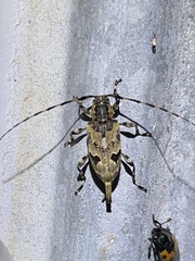 Graphisurus triangulifer