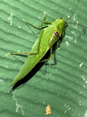 Microcentrum retinerve