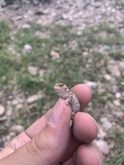 Phrynosoma hernandesi