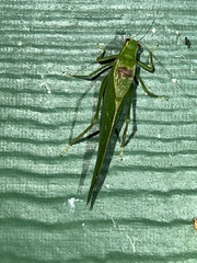 Microcentrum retinerve