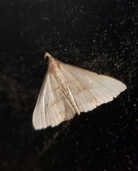 Macrochilo litophora