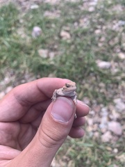 Phrynosoma hernandesi