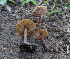 Inocybe calospora