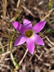 Romulea rosea