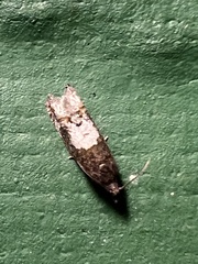 Eucosma parmatana