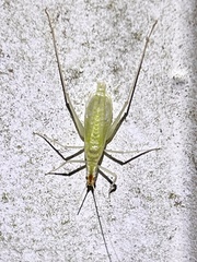Oecanthus niveus