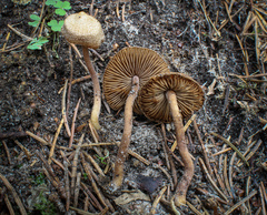 Inocybe calospora