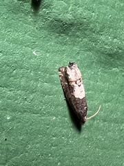 Eucosma parmatana