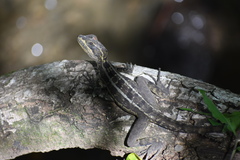 Basiliscus vittatus