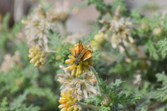 Hylephila phyleus phyleus