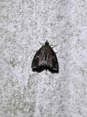 Perispasta caeculalis