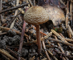 Inocybe calospora