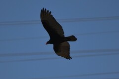 Cathartes aura