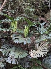 Monstera deliciosa
