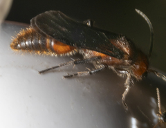 Sphaeropthalma