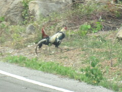 Gallus gallus domesticus