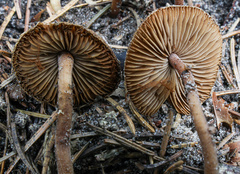 Inocybe calospora