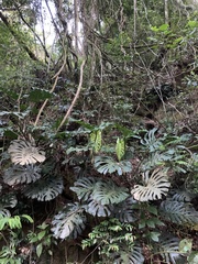 Monstera deliciosa