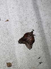 Clydonopteron sacculana