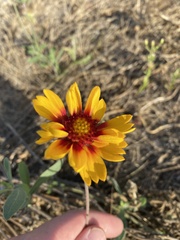 Gaillardia pulchella