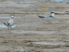Sternula antillarum