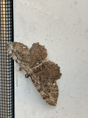 Rheumaptera meadii