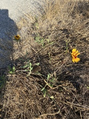 Gaillardia pulchella