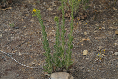 Heterotheca grandiflora