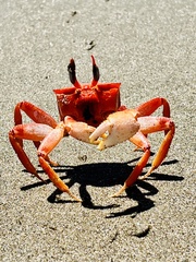 Ocypode gaudichaudii