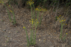 Heterotheca grandiflora