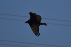 Cathartes aura
