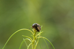 Leptinotarsa lineolata