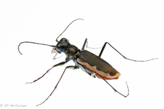 Cicindela marginipennis