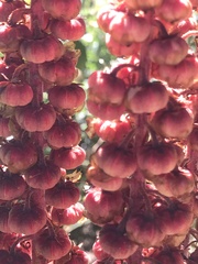 Pterospora andromedea