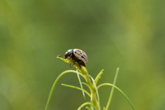 Leptinotarsa lineolata