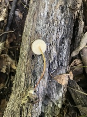 Rhizomarasmius