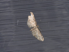 Eupithecia inturbata