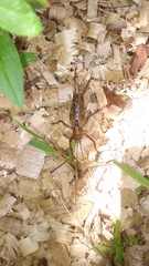 Ancistrocercus circumdatus