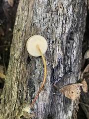 Rhizomarasmius